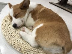 -浣熊柯尔鸭土拨鼠·电玩咖