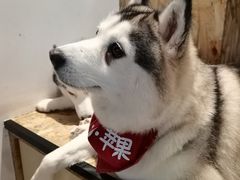 -Husky Go! 哈士奇体验馆·宠物咖啡厅狗咖