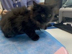 -瑞派·关忠动物医院·猫专科·犬专科(三环新城店)