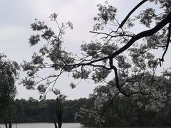 -大湾区中央湿地公园