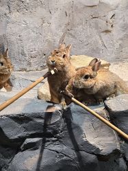 -Zoolung Zoolung动物主题公园(海信广场店)