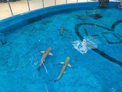 -海合安成都极地海洋公园