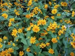 -揭东万竹园旅游景区