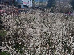 -樱桃山旅游景区