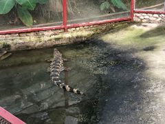 -呀路古热带植物园