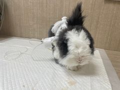 -北京观赏动物医院·24小时大型综合·猫专科·异宠专科