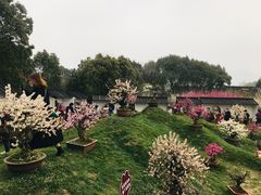 -香雪海