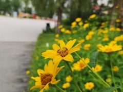 -望湖公园