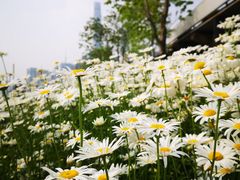 -JW酒廊 JW Lounge(上海鲁能JW万豪侯爵酒店)