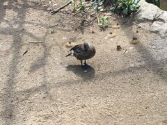 -新加坡飞禽公园
