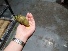 -zoonana室内动物园(东方福来德店)