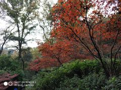 -岳麓山风景名胜区