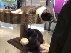 -momokira米努特·德文卷毛猫·棉花面纱犬