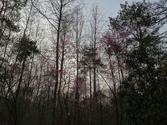 -大蜀山国家森林公园