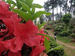 -南山植物园