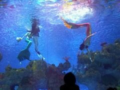 -芜湖新华联大白鲸海洋公园