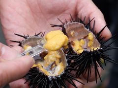 -海胆小馆(东北水饺·春柳店)