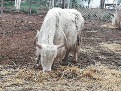 -青藏高原野生动物园