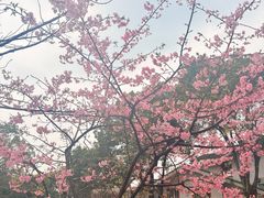 -南山植物园