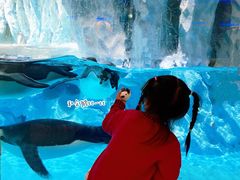 -帝企鹅自助餐厅•儿童岛•真企鹅(长隆企鹅酒店)