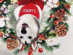 -Husky Go! 哈士奇体验馆·宠物咖啡厅狗咖