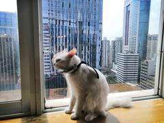 -Heymao猫咖.咖啡厅(东门店)