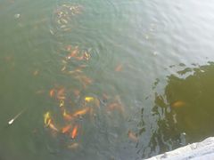 -龙兴·动物奶油生日蛋糕(龙北店)