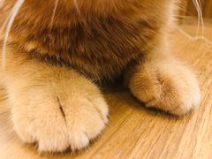 -飞行喵MR PILOT|猫舍·猫咖(静安大融城店)