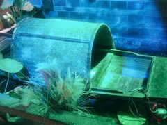 -韵秋荷(宝山龙湖天街店)