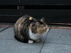 -颐和路民国时期公馆风貌区