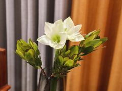 -Native Flower 莱提花艺(南海新天地广场店)