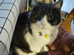 -海边的猫和咖啡馆