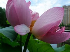 -陈家山荷花公园