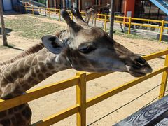 -西霞口神雕山野生动物世界