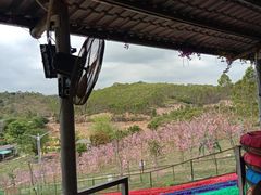 -田园寨农园观光园