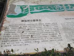 -神仙树公园