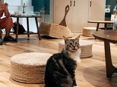 -瞄一喵猫咖(格力海岸店)
