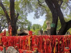 -大槐树寻根祭祖园