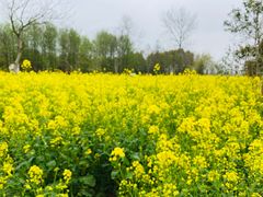 -东平国家森林公园
