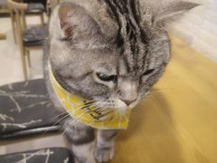 -平行世界·猫咖(首经贸店)