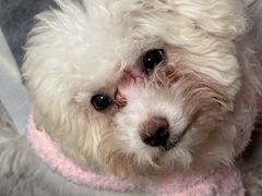 -伟伟宠物医院·CT影像中心·瑞派犬猫综合性门诊(汉口总院)
