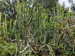 -中国科学院西双版纳热带植物园