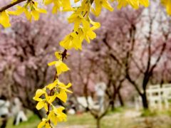-花开海上生态园