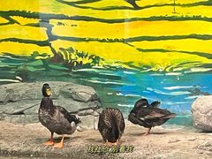 -上海海洋水族馆