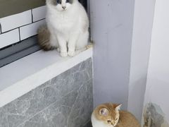 -喵的天空名猫咖啡馆·撸猫·猫舍·用品