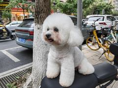 -帕帕拉兹宠物(亚洲旗舰店)