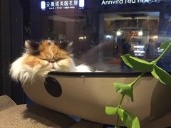 -吉丁鸟咖·异宠·寄养