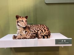 -国家自然博物馆
