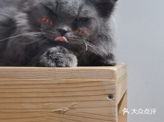 今天的dusty也是小可爱呀～ 嫩嫩的叫声和长长的毛
