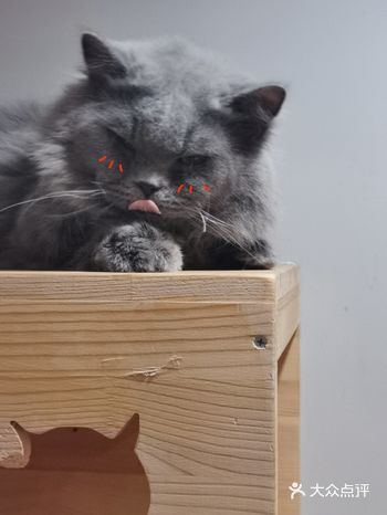 今天的dusty也是小可爱呀～ 嫩嫩的叫声和长长的毛